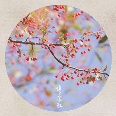 阳光下的精灵