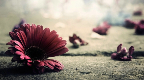 今生卖花，来世漂亮。<br />
