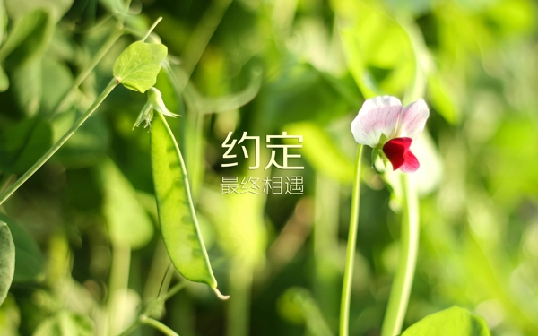 如果你独处时感到寂寞，说明没有把自己陪好。