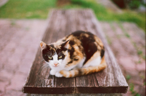 别像猫一样，在风雨中长大，遇到点爱就以为是家。