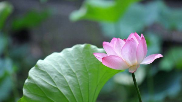 哪有什么心静自然凉，明明是心凉了整个人自然就静了。